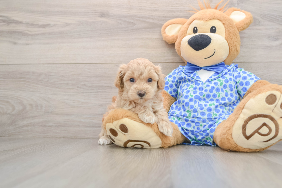 Hypoallergenic Maltidoodle Poodle Mix Puppy
