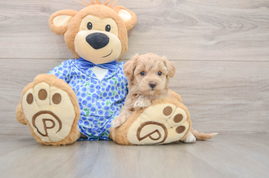 Maltipoo Pup Being Cute
