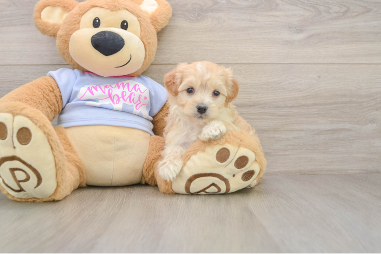 Best Maltipoo Baby
