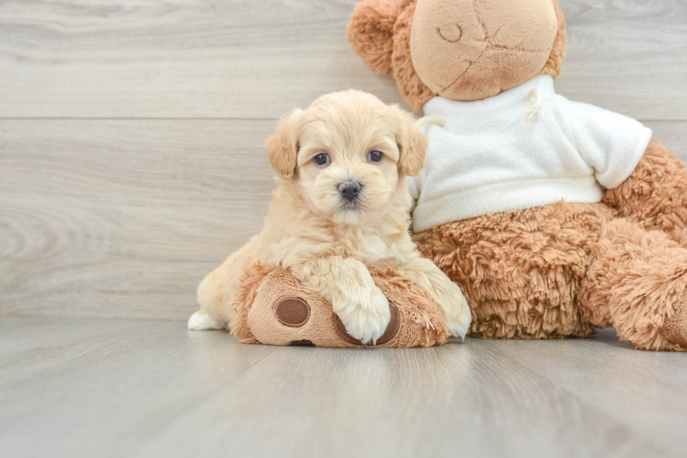 Petite Maltipoo Poodle Mix Pup