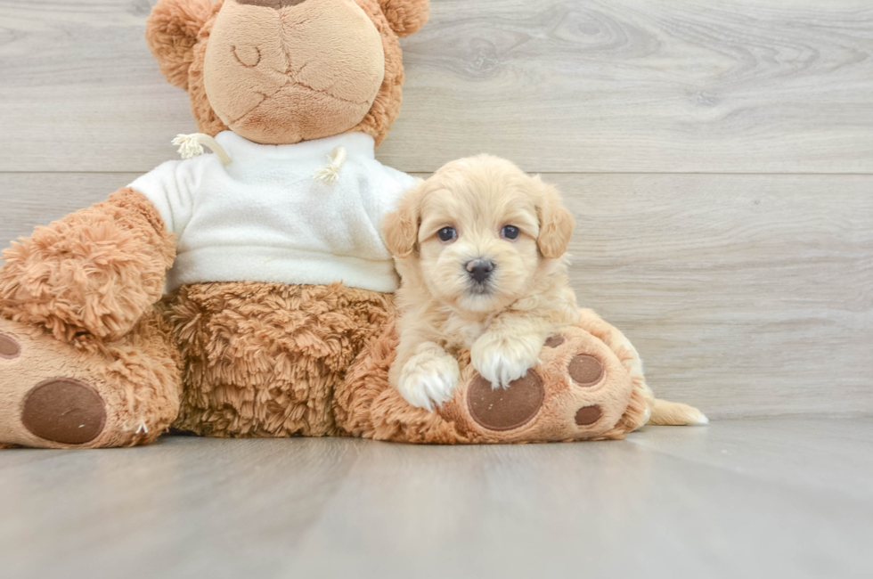 8 week old Maltipoo Puppy For Sale - Windy City Pups