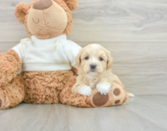 8 week old Maltipoo Puppy For Sale - Windy City Pups