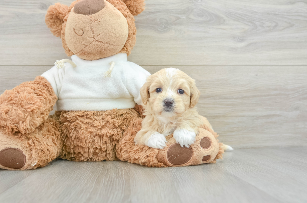 8 week old Maltipoo Puppy For Sale - Windy City Pups