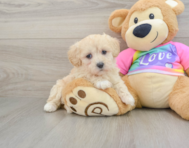 8 week old Maltipoo Puppy For Sale - Windy City Pups