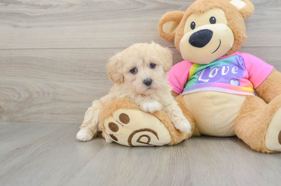 8 week old Maltipoo Puppy For Sale - Windy City Pups