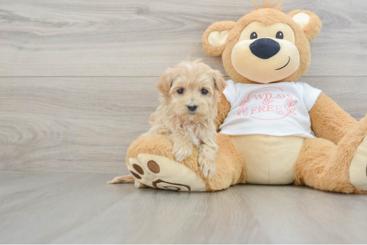 Happy Maltipoo Baby