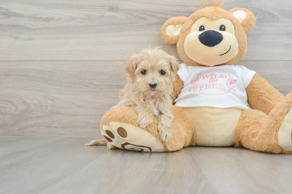 Happy Maltipoo Baby