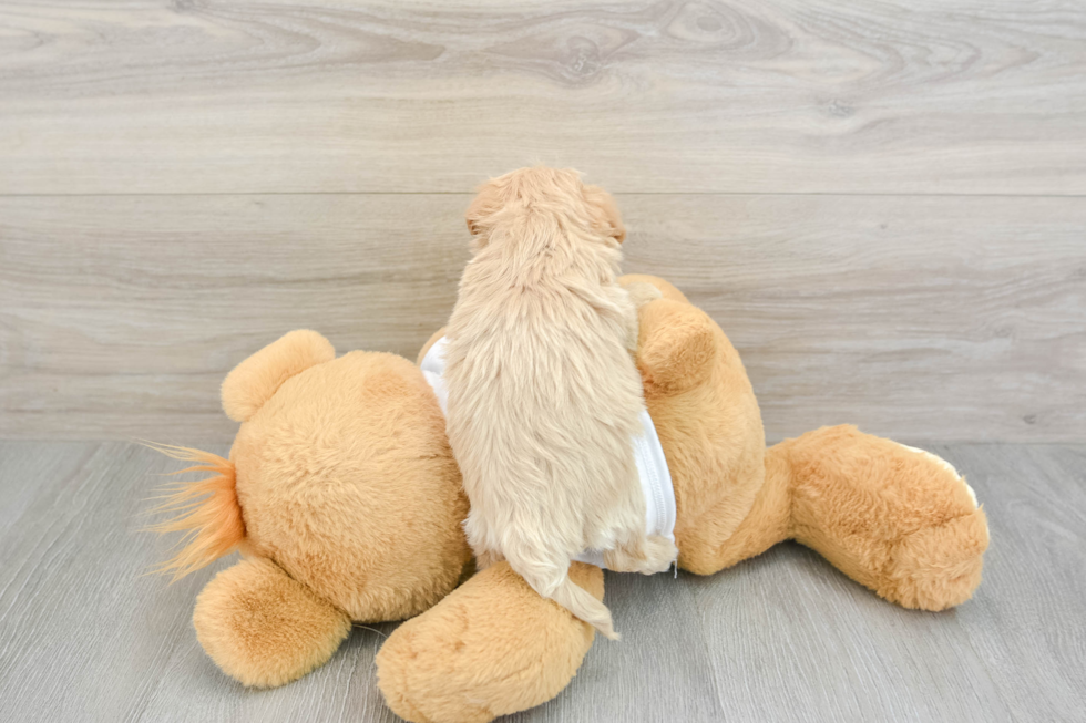 Maltipoo Puppy for Adoption