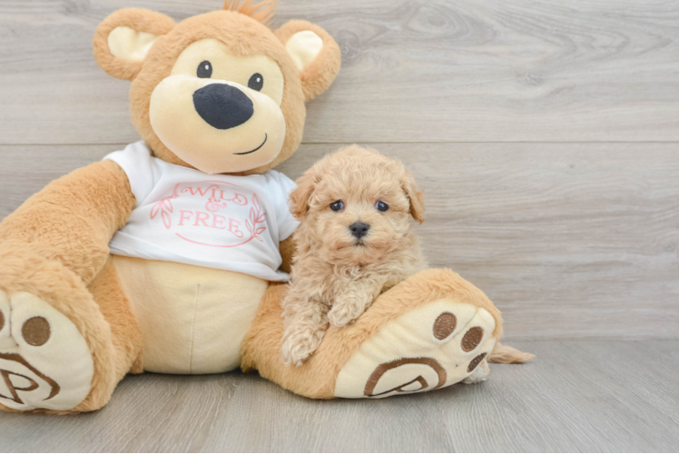 Maltipoo Pup Being Cute