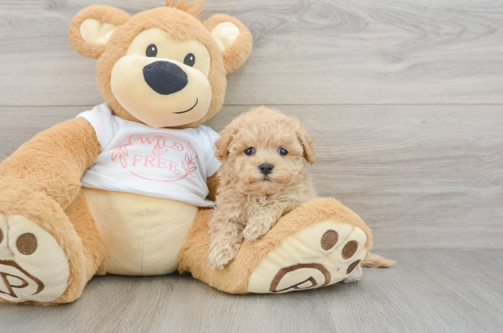 6 week old Maltipoo Puppy For Sale - Windy City Pups
