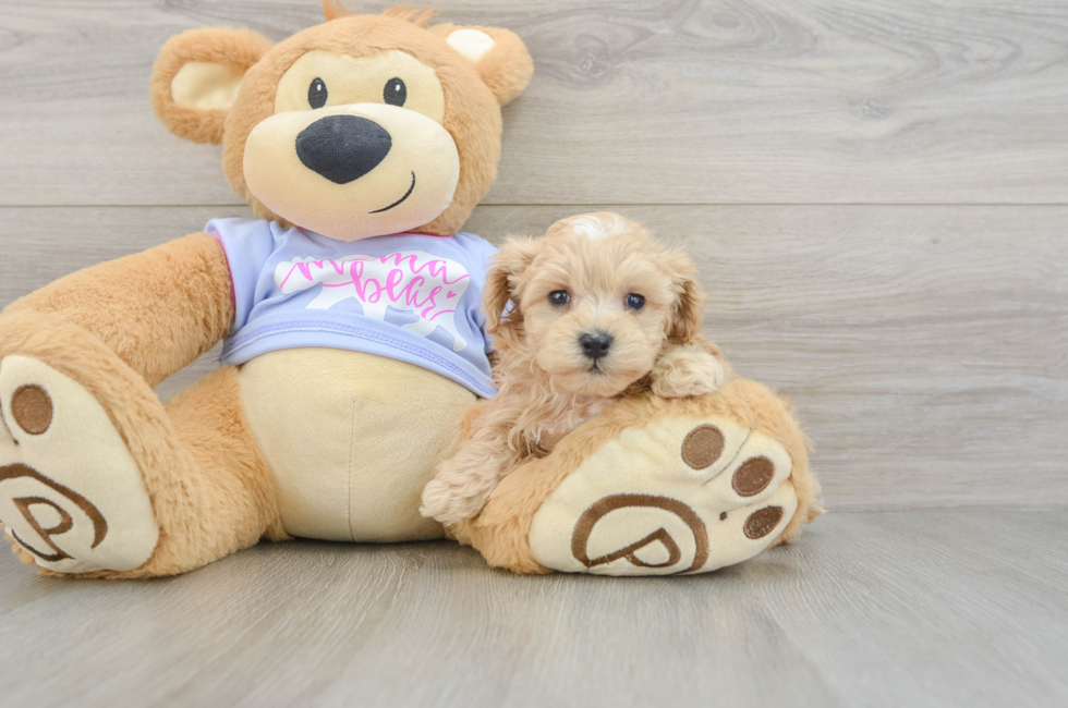 6 week old Maltipoo Puppy For Sale - Windy City Pups