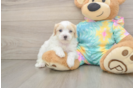 Maltipoo Pup Being Cute
