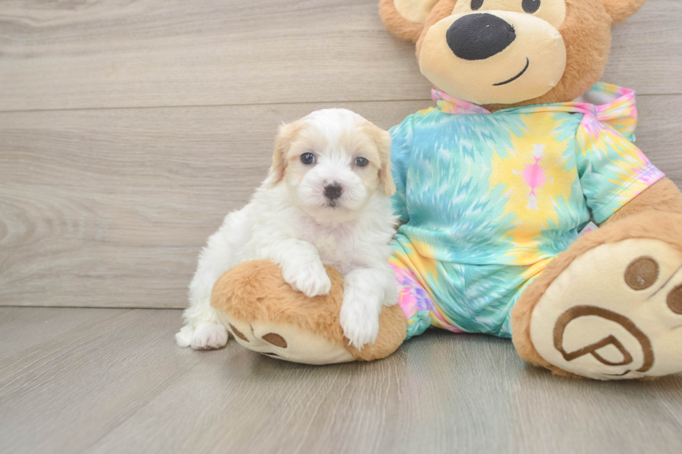 Maltipoo Pup Being Cute