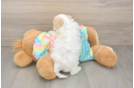 Best Maltipoo Baby