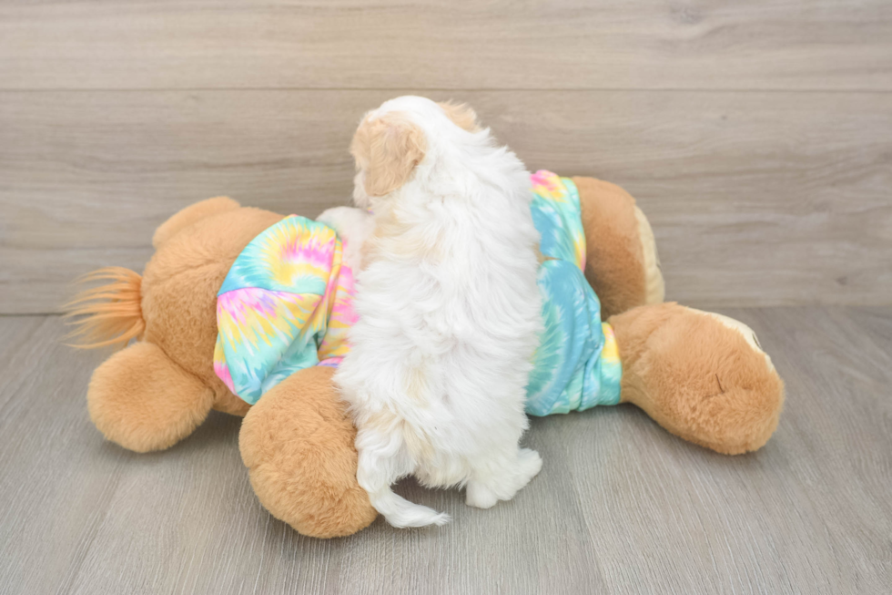 Best Maltipoo Baby
