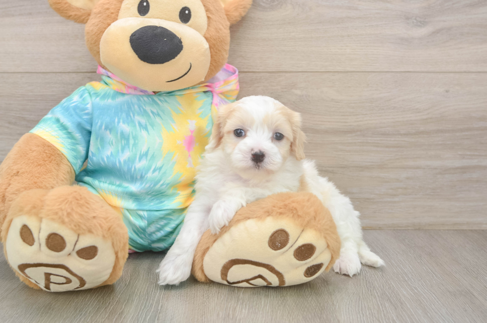 5 week old Maltipoo Puppy For Sale - Windy City Pups