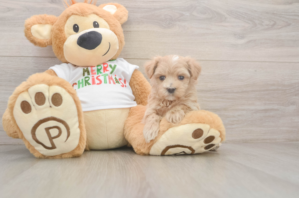 5 week old Maltipoo Puppy For Sale - Windy City Pups