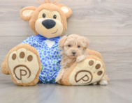 8 week old Maltipoo Puppy For Sale - Windy City Pups