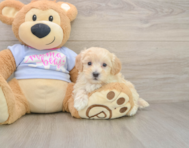 9 week old Maltipoo Puppy For Sale - Windy City Pups
