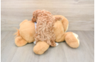 Maltipoo Puppy for Adoption