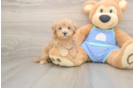 Small Maltipoo Baby