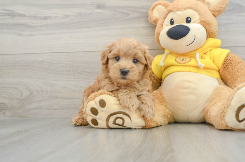 5 week old Maltipoo Puppy For Sale - Windy City Pups