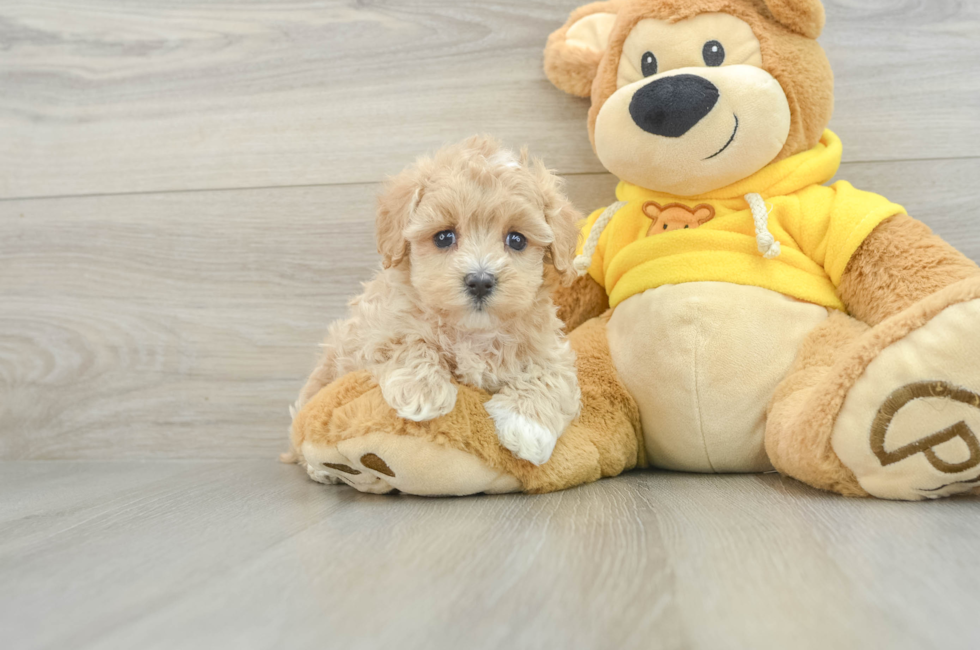 7 week old Maltipoo Puppy For Sale - Windy City Pups