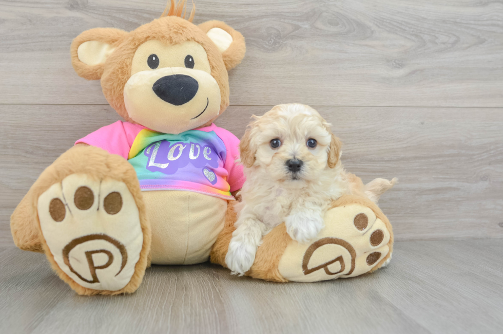 6 week old Maltipoo Puppy For Sale - Windy City Pups