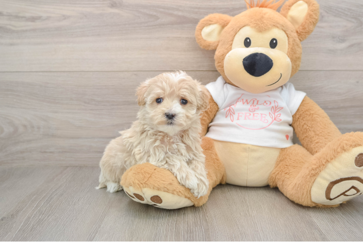 Adorable Maltidoodle Poodle Mix Puppy