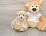 8 week old Maltipoo Puppy For Sale - Windy City Pups