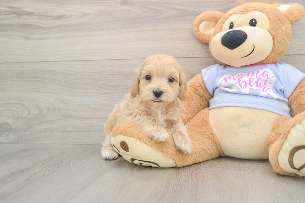 Best Maltipoo Baby