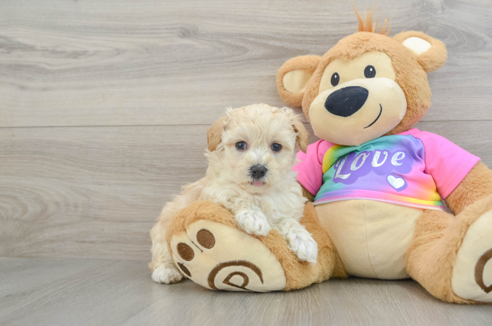 6 week old Maltipoo Puppy For Sale - Windy City Pups