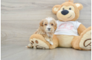 Maltipoo Puppy for Adoption
