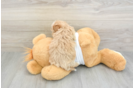 Maltipoo Puppy for Adoption
