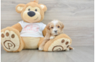Friendly Maltipoo Baby