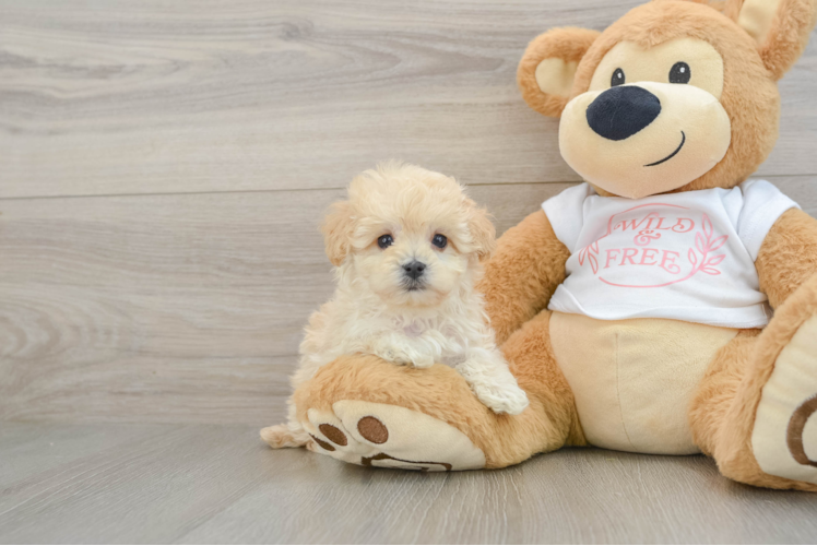 Best Maltipoo Baby