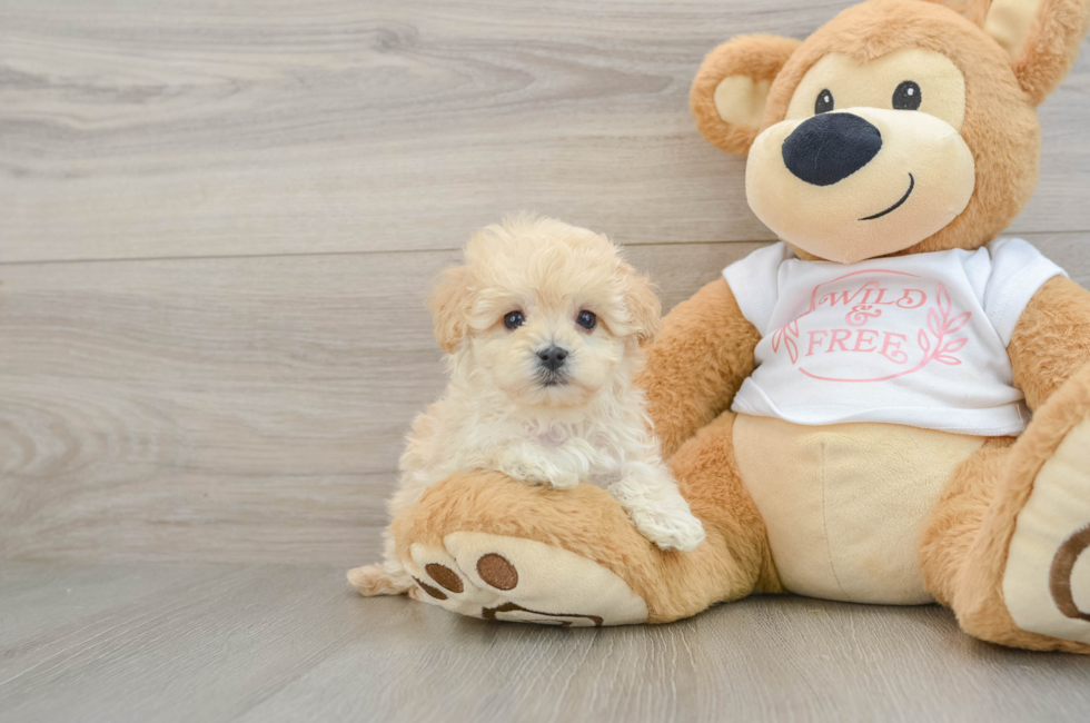6 week old Maltipoo Puppy For Sale - Windy City Pups