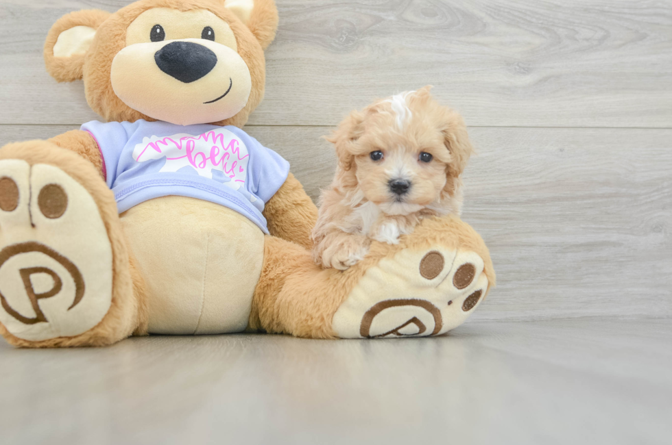 6 week old Maltipoo Puppy For Sale - Windy City Pups