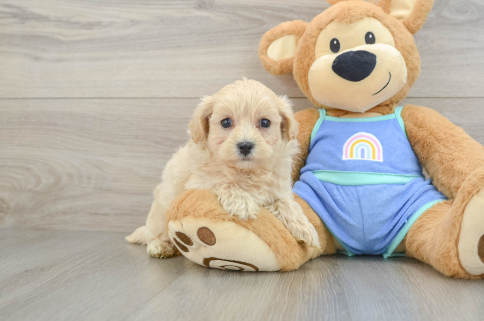 6 week old Maltipoo Puppy For Sale - Windy City Pups