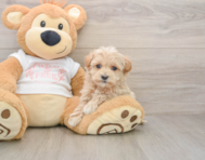 7 week old Maltipoo Puppy For Sale - Windy City Pups