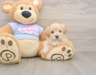 8 week old Maltipoo Puppy For Sale - Windy City Pups