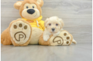 Best Maltipoo Baby