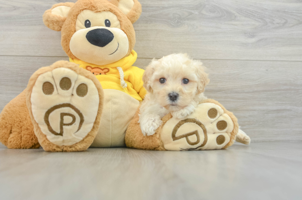 7 week old Maltipoo Puppy For Sale - Windy City Pups