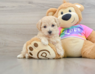 8 week old Maltipoo Puppy For Sale - Windy City Pups