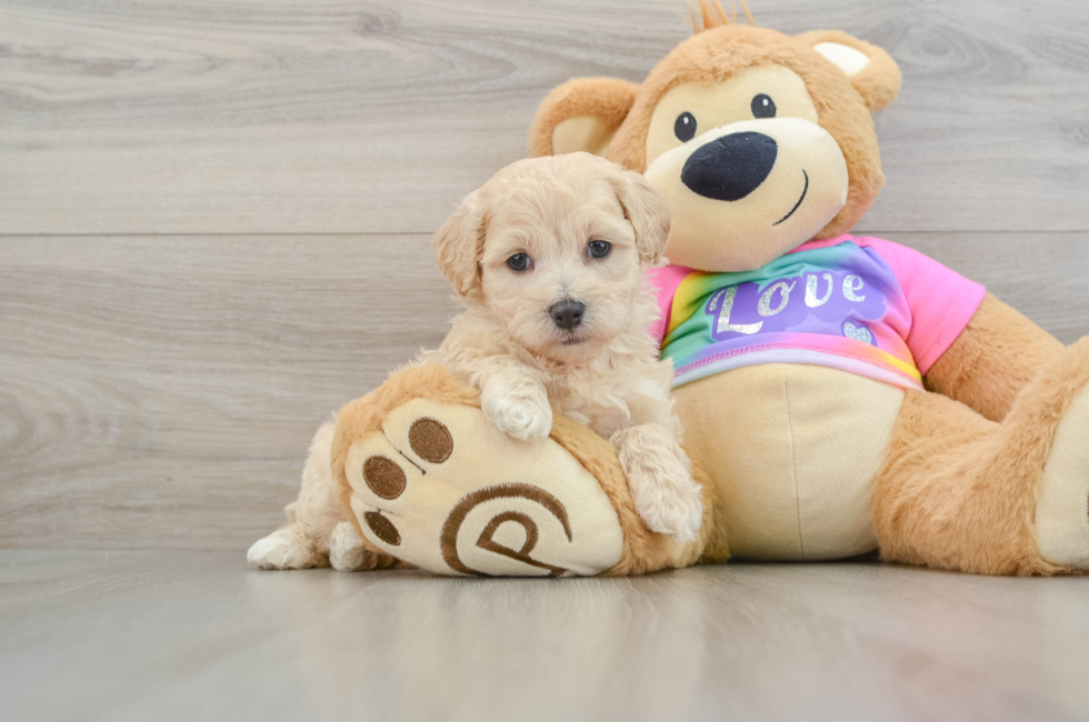 8 week old Maltipoo Puppy For Sale - Windy City Pups