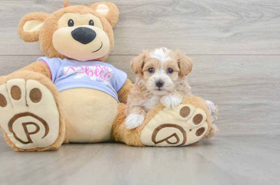 6 week old Maltipoo Puppy For Sale - Windy City Pups