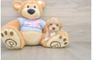 Fluffy Maltipoo Poodle Mix Pup