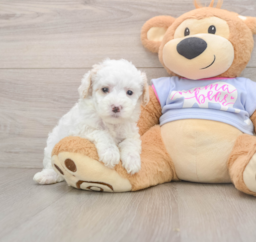 7 week old Maltipoo Puppy For Sale - Windy City Pups