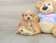 8 week old Maltipoo Puppy For Sale - Windy City Pups