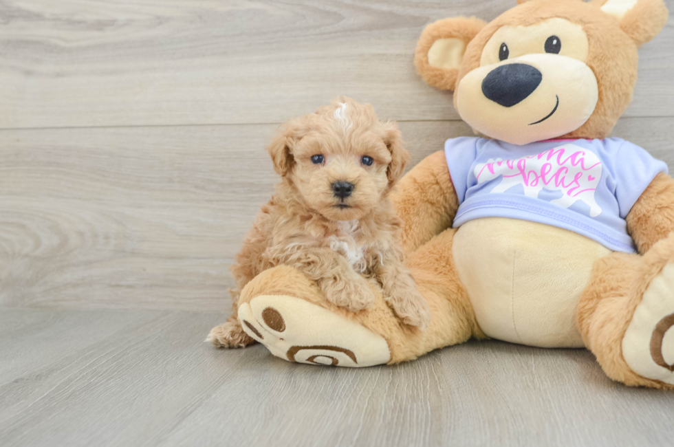 6 week old Maltipoo Puppy For Sale - Windy City Pups